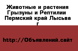 Животные и растения Грызуны и Рептилии. Пермский край,Лысьва г.